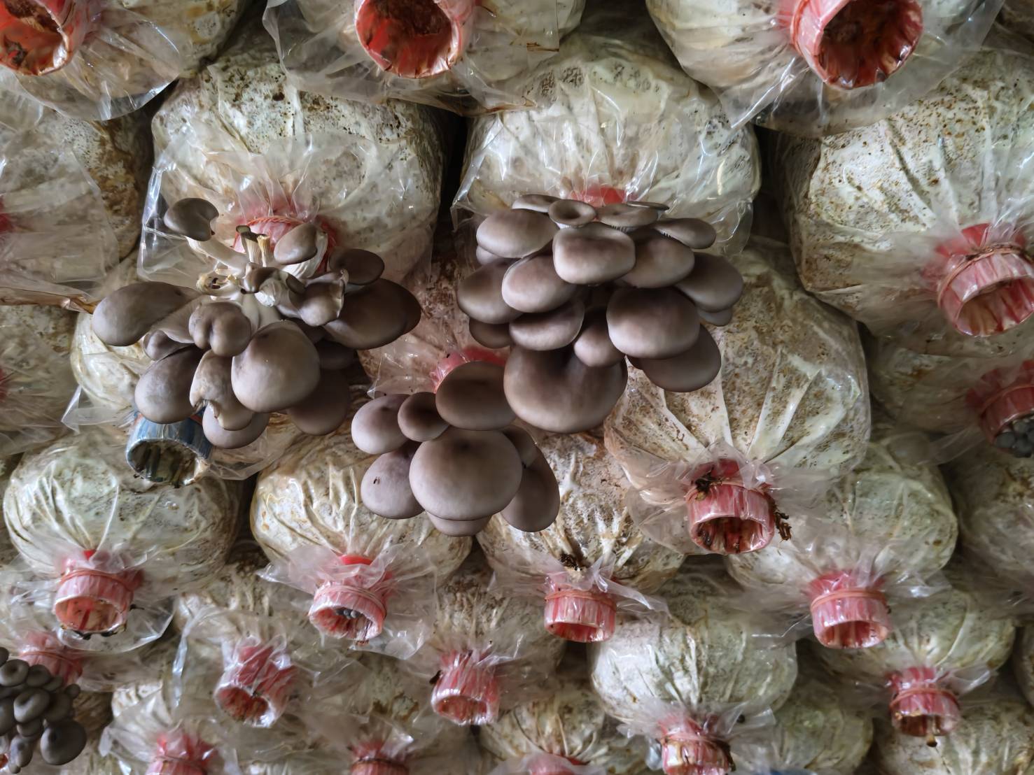 title - ผู้ตรวจราชการ ส.ป.ก. ประชุมตรวจติดตามความก้าวหน้าผลการดำเนินงานตามแผนการตรวจราชการ ประจำปีงบประมาณ พ.ศ. 2569 รอบที่ 1 เขตตรวจราชการที่ 8 จังหวัดฉะเชิงเทรา 